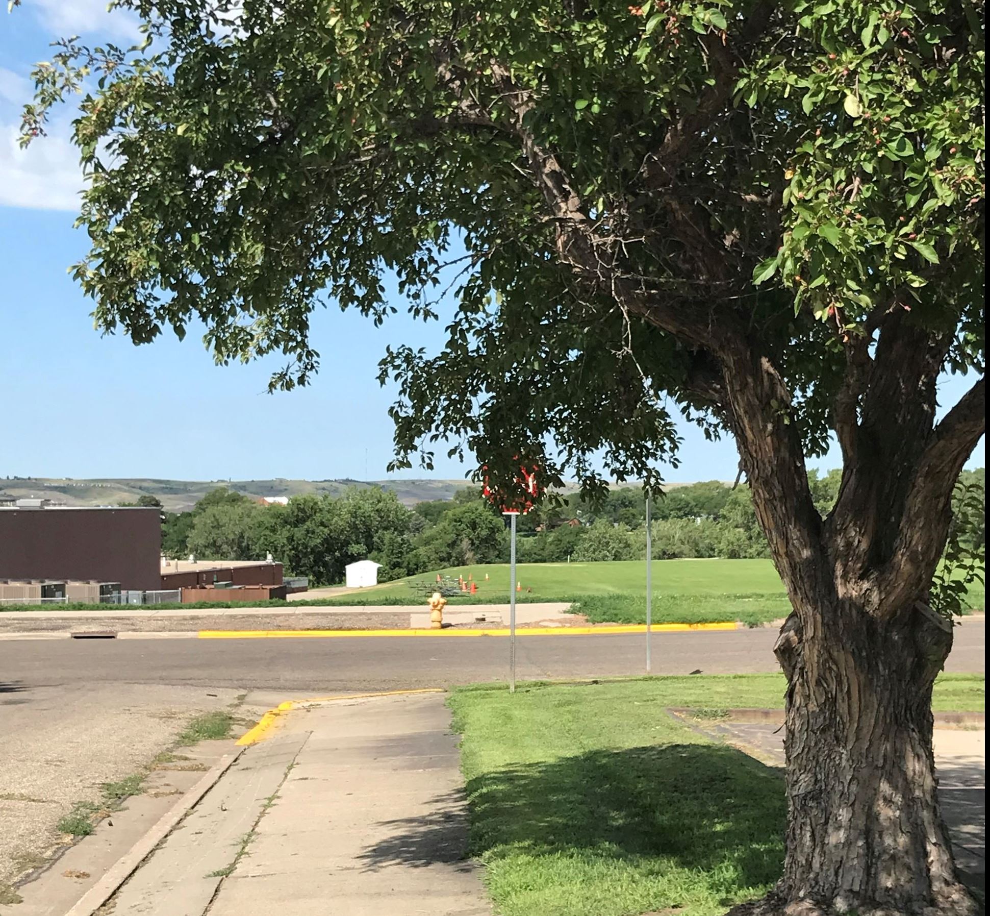 Tree limb blocking stop sign