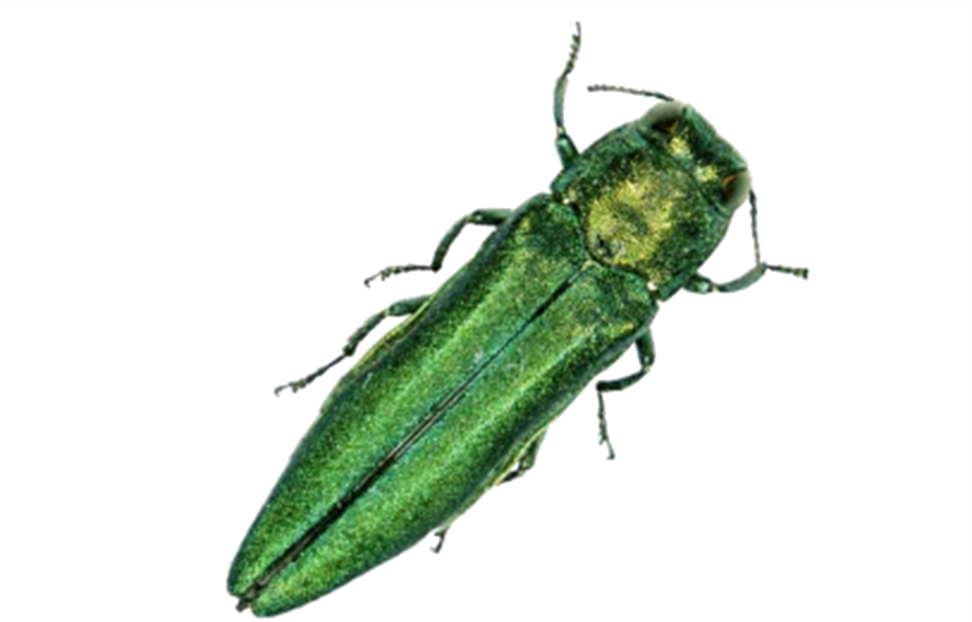EMERALD ASH BORER PHOTO